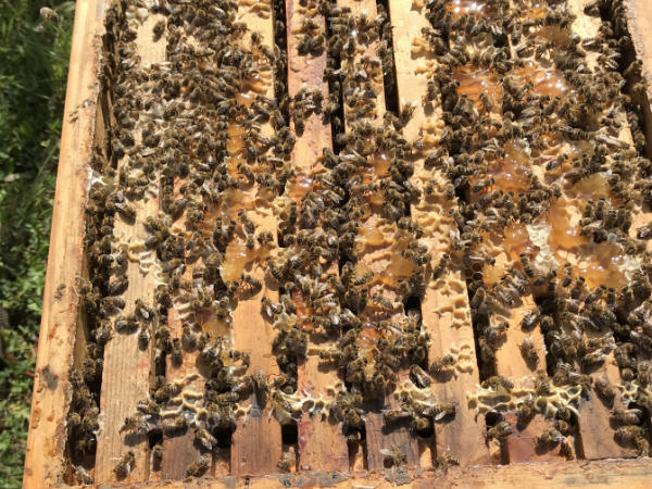 Bienenstock mit vielen Bienen Honig Imker 