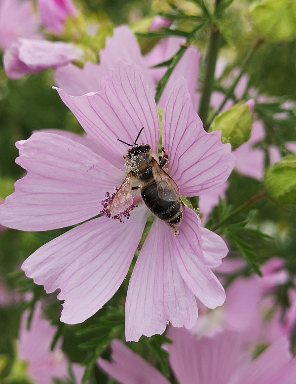 lila Blüte, Biene auf lilafarbener Blüte, Biene mit Pollenflügeln, Pollen am Flügel, bestäuben, Bienen bestäubt Blume, bienenfreundlicher Baum, Gartengestaltung, Baumpflege, Bäume, Bäume Wespen, Bienenfreundlich, insektenfreundlich, Setzling, Baumsetzling