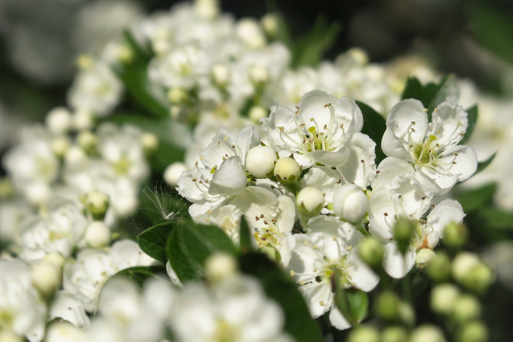 Weißdornhecke Nahaufnahme mit weißen Blüten