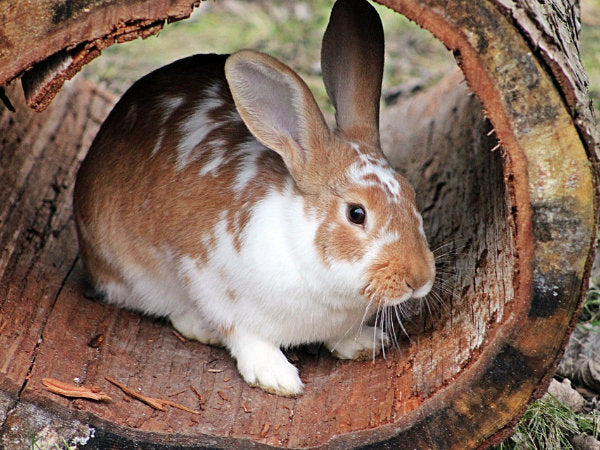 Kaninchen Unterschlupf, Gehegepflege, Gehegegestaltung, weißes Kaninchen, Kaninchen im Unterschlupf, Kaninchen im Baumstamm, Holzunterschlupf, Außengehege für Hasen, Innengehege Käfig für Kaninchen und Hasen, Verstecke für Kaninchen, Kaninchengehege