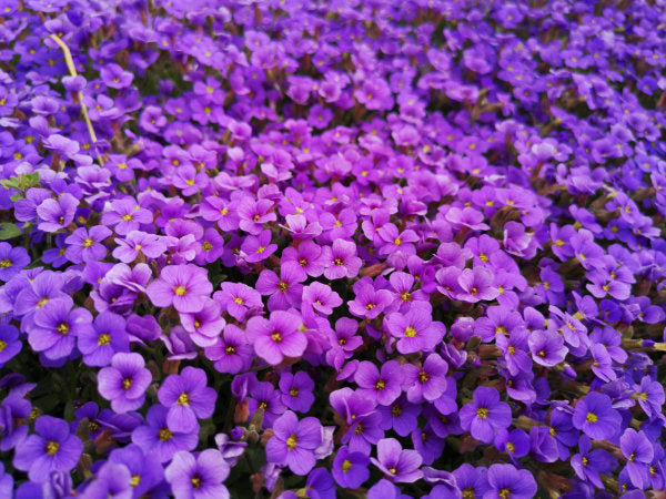 Blaukissen Blume Blüten lila blau Blumenmeer Blumenteppich Bodendecker Pflanze