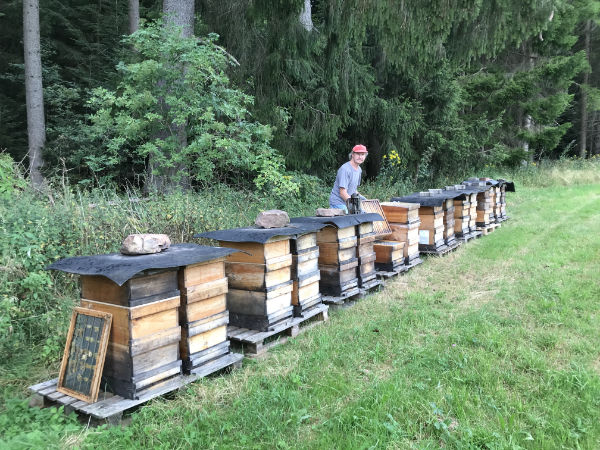 Imkerei im Wald mit Bienenvölkern, Bienenvölker Honigproduktion, Honigbiene im Bienenvolk