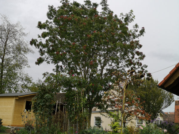großer Bienenbaum Euodia Baum im Garten Baum pflanzen 