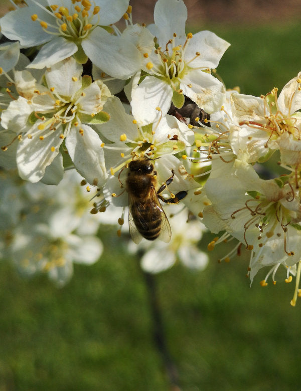Biene an Apfelblüte, Biene auf Blüte, Bienen in Nahaufnahme, Frühling, Baumblüte, bienenfreundliche Blüten, bienen und insektenfreundlich, Frühlingsblüten