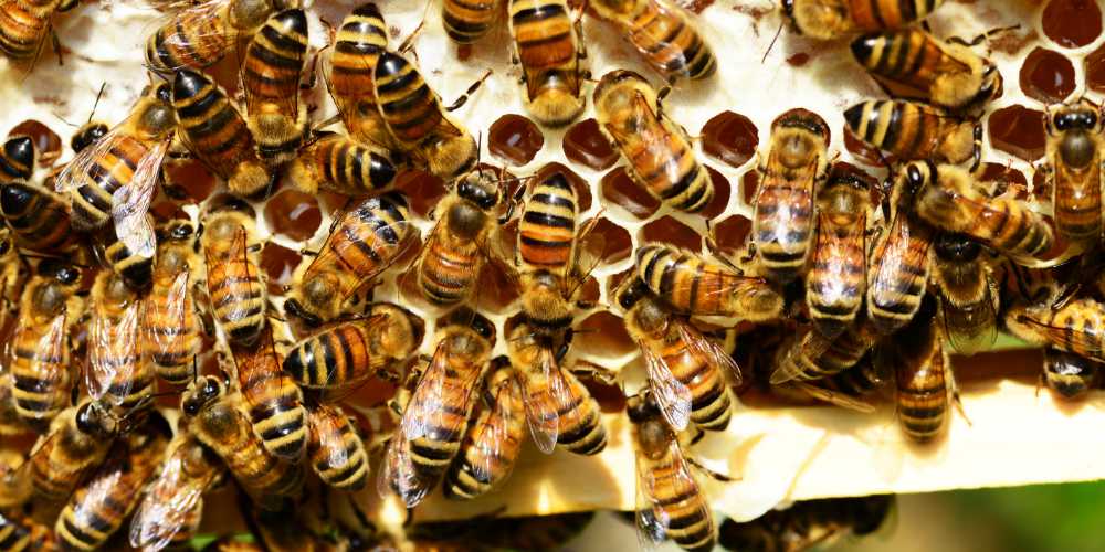 Bienen, Bienenwaben, Bienenhotel, Insektenhotel, bienenfreundlich, Honigpflanzen, Nektar, POllen, pollenreiche Pflanzen, Honigherstellung, Honiggläser, Honigbienenhaltung, Imkerei, Imker