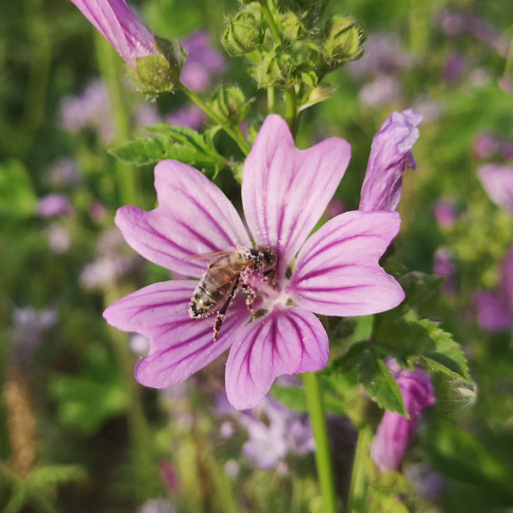 Malve, wilde Malve, pflegeleichte Blume,Bienenfreundliche Pflanzen Honig Pollen Nektar Sonnenblumenkerne bienen Bienenmischung Bienenweide Bienenwiese Blumenwiesen