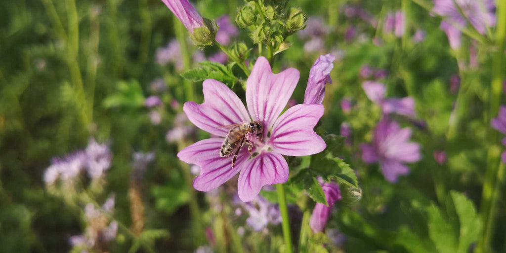 lila BLume Malve mit Biene Biene Nahaufnahme, Biene auf Blüte, Honigbiene, Bienenfreundliche Pflanzen Honig Pollen Nektar Sonnenblumenkerne bienen Bienenmischung Bienenweide Bienenwiese Blumenwiesen