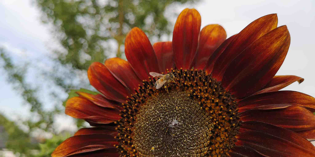 rote Sonnenblume Abendsonnenblume einjährige Pflanze Sommerblume Abendsonnenblume seltene Sonnenblume Bienenfreundliche Pflanzen Honig Pollen Nektar Sonnenblumenkerne bienen Bienenmischung Bienenweide Bienenwiese Blumenwiesen