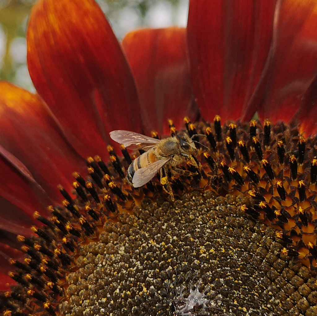 rote Sonnenblume Abendsonnenblume einjährige Pflanze Sommerblume Abendsonnenblume seltene Sonnenblume Bienenfreundliche Pflanzen Honig Pollen Nektar Sonnenblumenkerne bienen Bienenmischung Bienenweide Bienenwiese Blumenwiesen