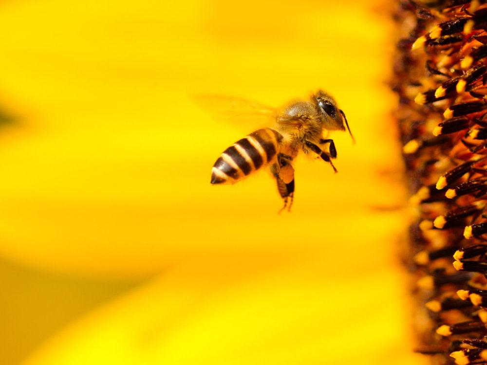 Biene im Anflug auf eine Sonneblume, gelbe Sonnenblume mit Honigbiene als Nahaufnahme im Flug zum Pollensammeln, bienenfreundliches Saatgut, bienenfreundlich, Gartengestaltung, Fotografie Nahaufnahme Biene, Bienenfotografie, Pollenhöschen Bienen