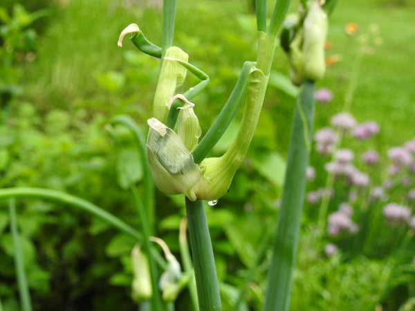 Etagen Zwiebel Ägyptische Zwiebel der Luftzwiebel Pflanze mit Knollen
