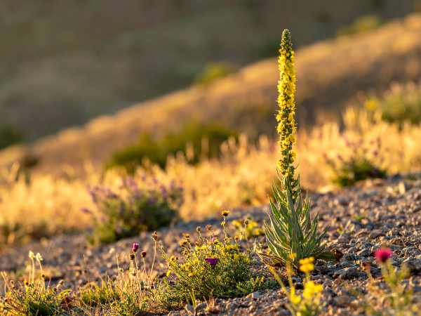 Großblütige Königskerze zwischen Wildblumen im Gartenbeet, heimisches Saatgut aus dem Hohenlohe-Kreis in Süddeutschland