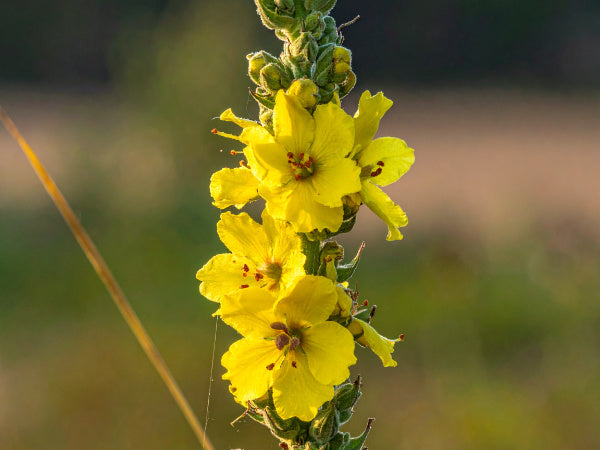 Großblütige Königskerze zwischen Wildblumen im Gartenbeet, heimisches Saatgut aus dem Hohenlohe-Kreis in Süddeutschland