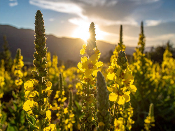 Makroaufnahme einer geöffneten Königskerzenblüte mit sichtbarem Pollen, natürliche Struktur und zarte Farbverläufe im Blütenblatt