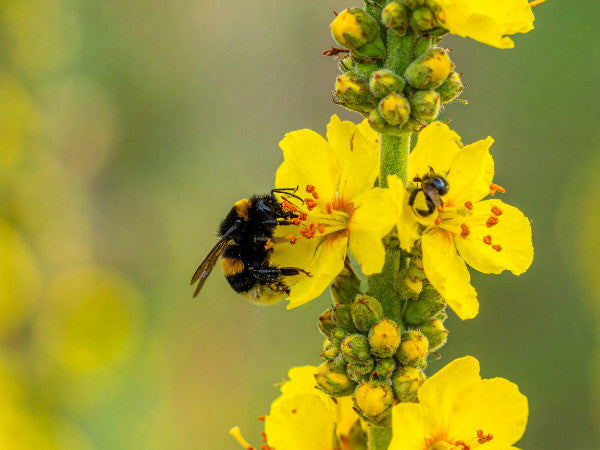 Detailansicht der leuchtend gelben Blüten der Königskerze, feine Behaarung des Stängels im Sonnenlicht erkennbar