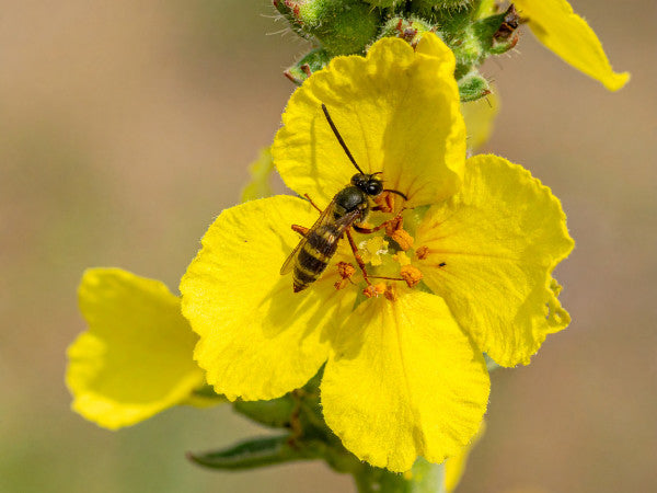 Nahaufnahme der Königskerzenblüte mit deutlich sichtbaren Staubgefäßen und einer sammelnden Wildbiene auf der Blüte