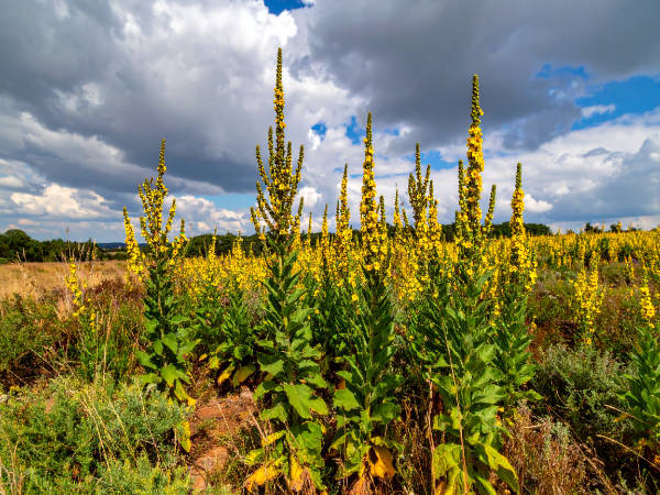 Königskerzenbestand in der Blütephase, verschiedene Entwicklungsstadien von der Rosette bis zur offenen Blüte, wertvolle Insektenpflanze für Naturgärten