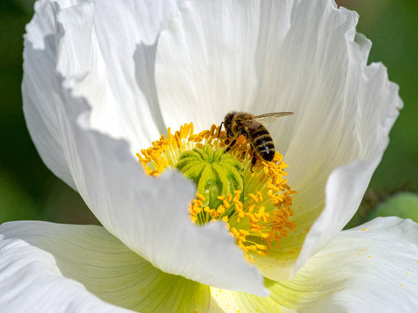 Nahaufnahme einer weißen Mohnblüte mit zartem Schimmer und sichtbarem Pollen, sommerliche Insektenpflanze