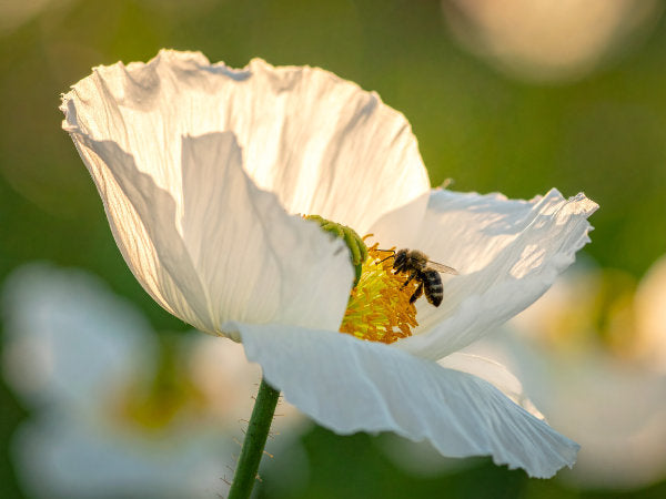 Detailansicht einer geöffneten weißen Mohnblüte mit Hummel beim Pollensammeln, sanfte Lichtreflexe auf den Blütenblättern