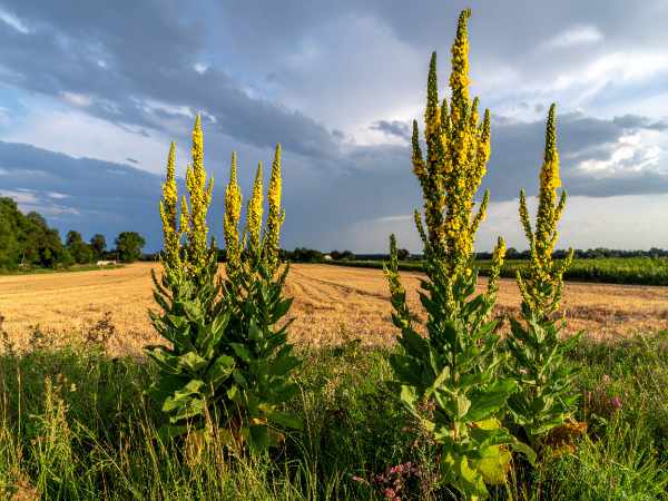 Großblütige Königskerze in voller Blüte auf sonniger Wiese, imposante Wildpflanze mit goldgelben Blütenkerzen aus Süddeutschland