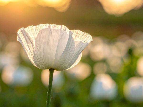 Makroaufnahme der weißen Mohnblüte im Gegenlicht, feine Blütenstruktur und natürliche Maserung erkennbar