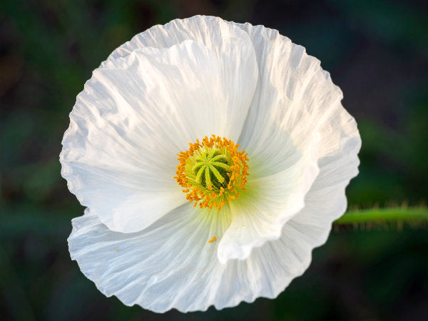 Weiße Mohnblüten in verschiedenen Entwicklungsstadien, von der Knospe bis zur geöffneten Blüte, natürliche Vielfalt im Sommergarten