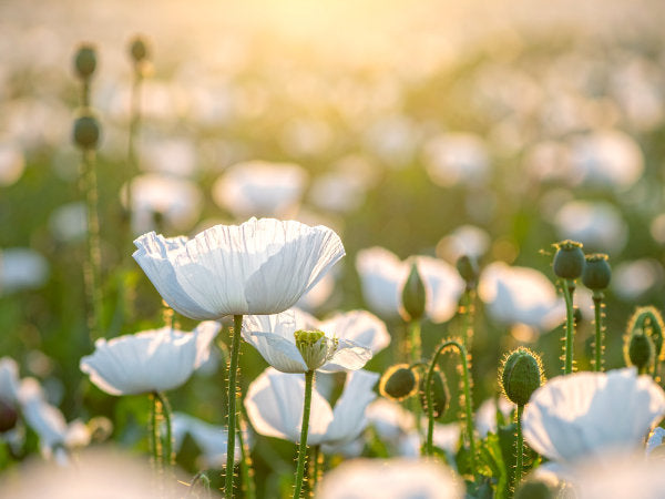 Weißer Mohn in gemischtem Blumenbeet zwischen Wildblumen und Kräutern, eleganter Kontrast im Naturgarten