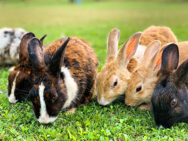 Kaninchen in der Gruppe beim Fressen, Löwenzahn als gesundes Grünfütter für Kaninchen, Kleintierfutter, Nagetierfutter, Gehegepflege, Kaninchen halten, Kaninchen als Haustier, gesundes Futter für Hasen, Fellpflege, süße Kaninchen, mehrfarbige Kaninchen