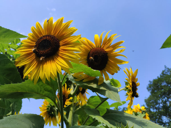 Sonnenbluen 30 Saen Der Sorte"Tall Single" Höhe : Bis Zu 3