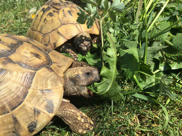 zwei Landschildkröten an einem Löwenzahn essend auf Gras in einem Garten grichische Schildkröten Gehege Futterpflanzen, Löwenzahn für Schildkröten, Schildkrötenfutter, leckeres Futter, Gehegefutter, gesundes Grünfutter für Schildkröte