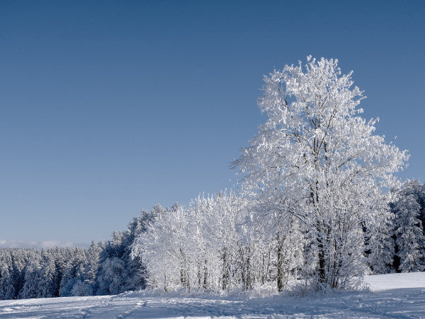 Winterlandschaft Bäume im Winter Schnee Schneelandschaft Frost Wald Baum