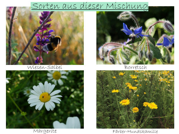 Wildkräuter-Mischung fünfjährig – LaCaTho GmbH