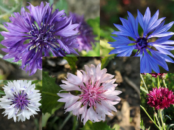 Bunte Kornblumen-Samen – LaCaTho GmbH